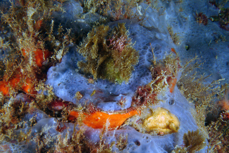 Spondylus gaederopus